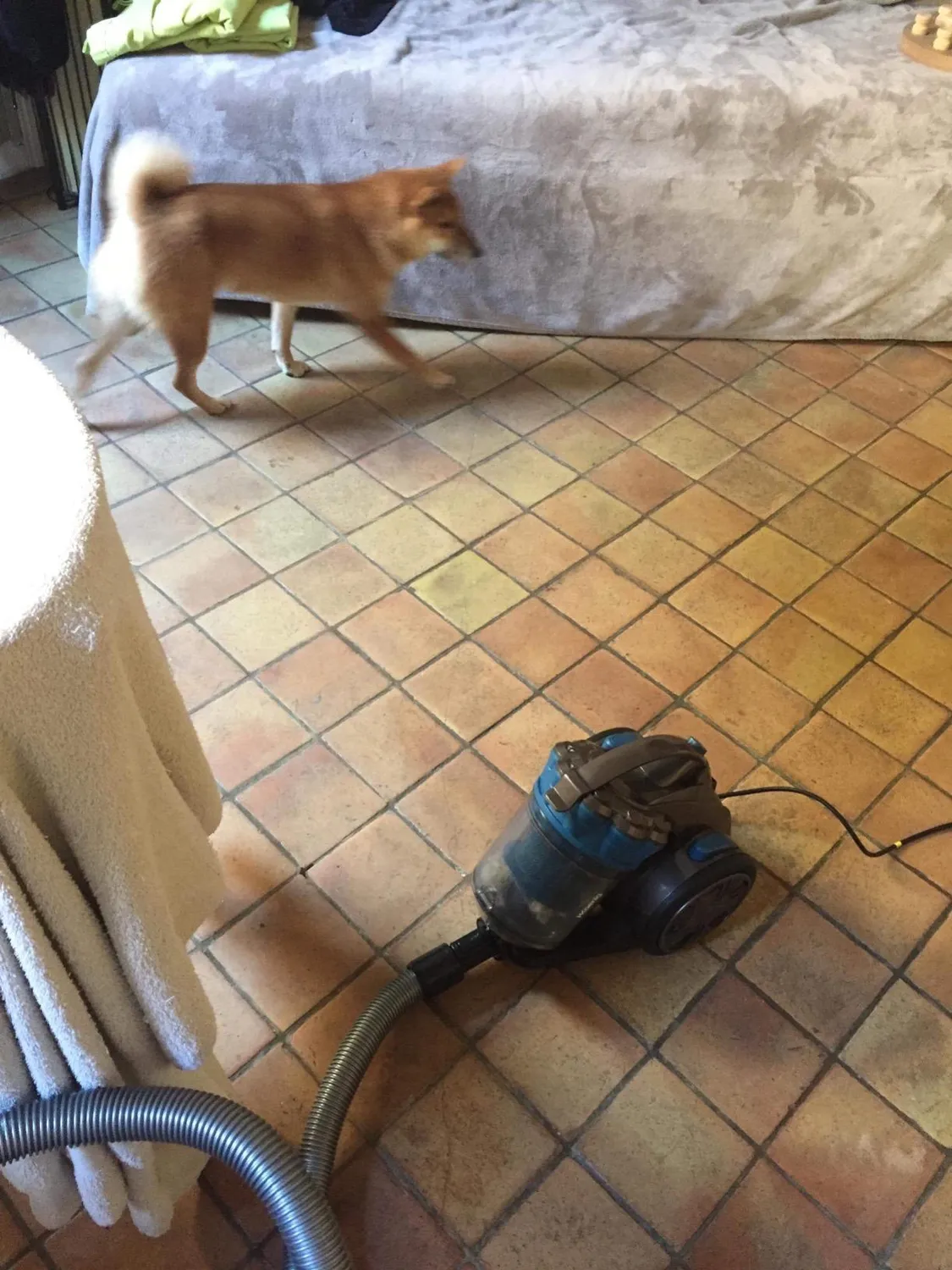 H.Koenig STC68 aspirateur traîneau sans sac animaux bleu